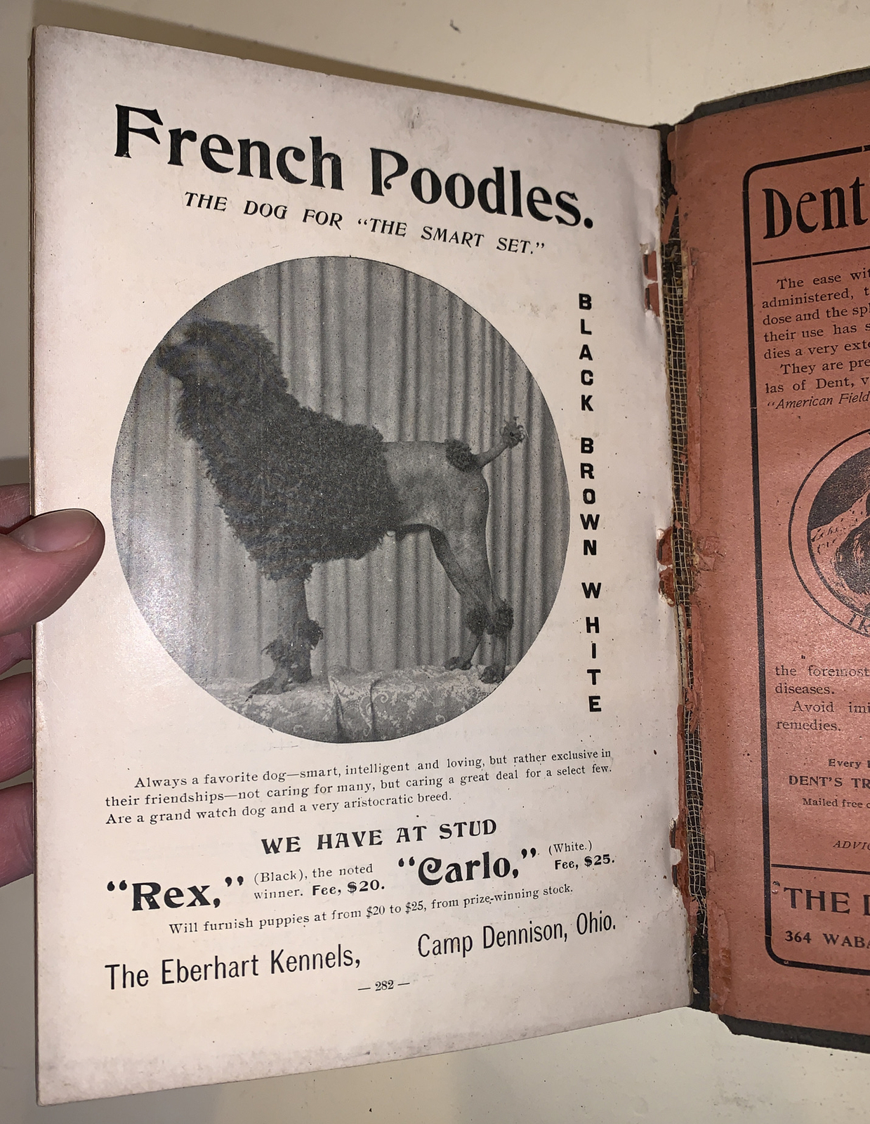 1902, EVERYTHING ABOUT DOGS, EBERHART, CANINE, DOG CARE