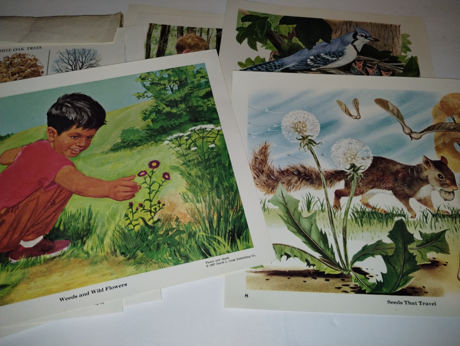 Vtg Preschool Elementary Education Teaching Pictures Plants & Seeds ’67 COMPLETE
