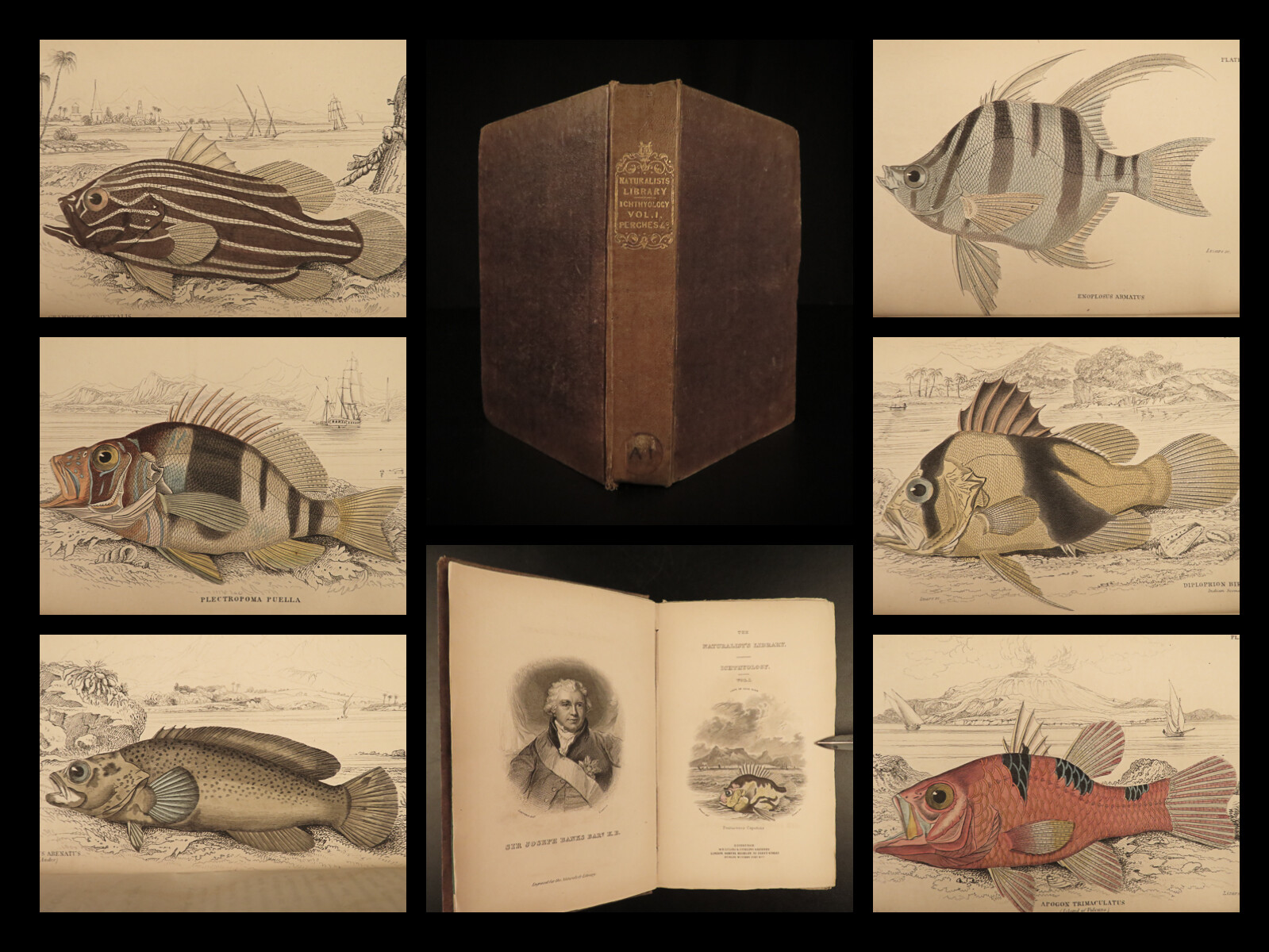 1835 Jardine Naturalist FISH Ichthyology Perch Black Bass Hawkfish FISHING