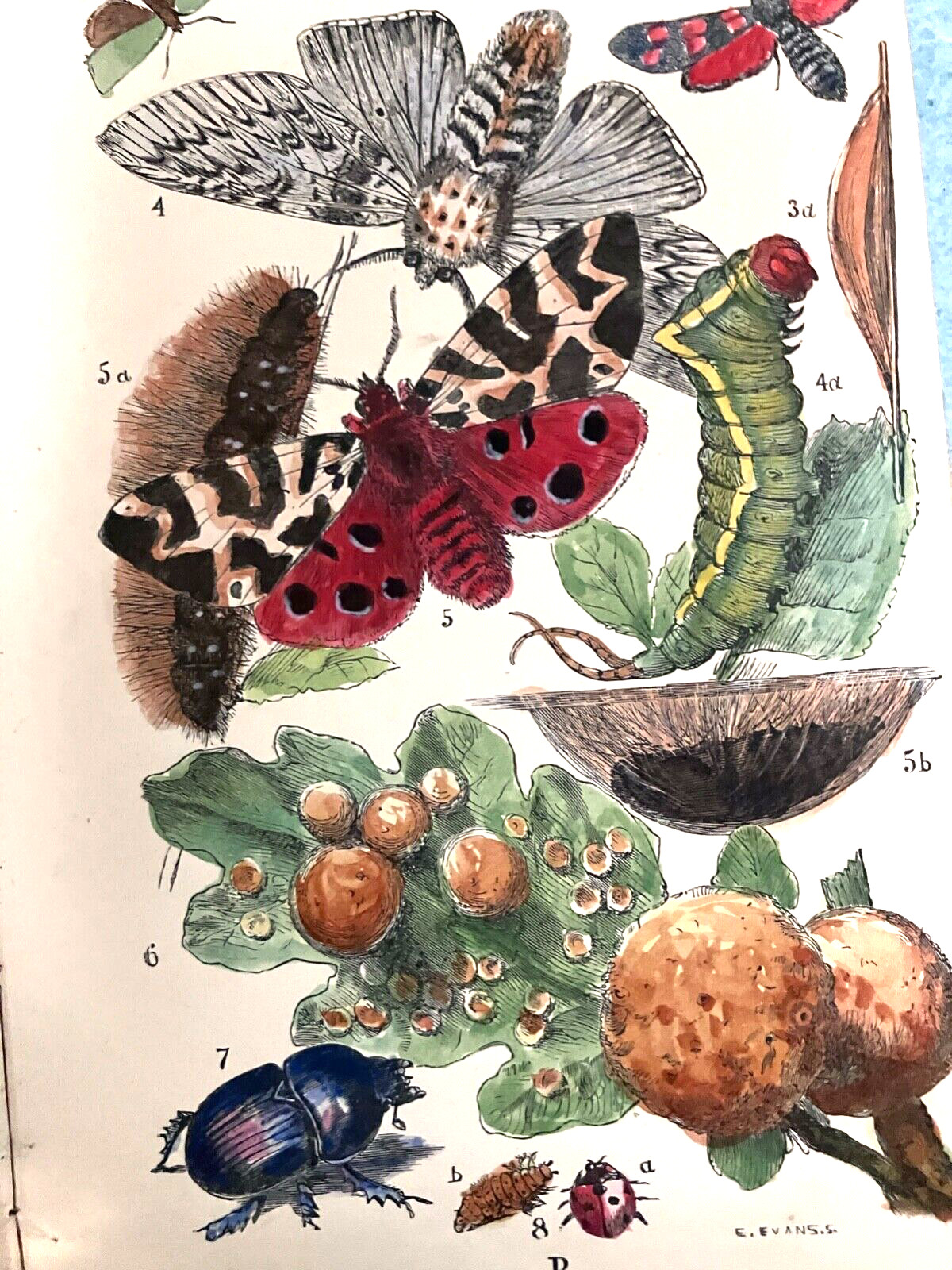 ~RARE ~ Antiquarian book:“Common Objects of the Country“,First edition 19thC