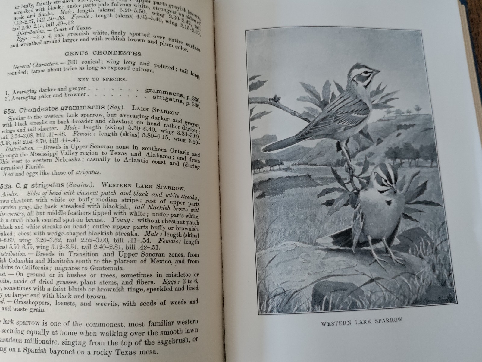 Birds of Western U.S. Florence Merriam Bailey 1915 Fuertes Plates HC Ornithology