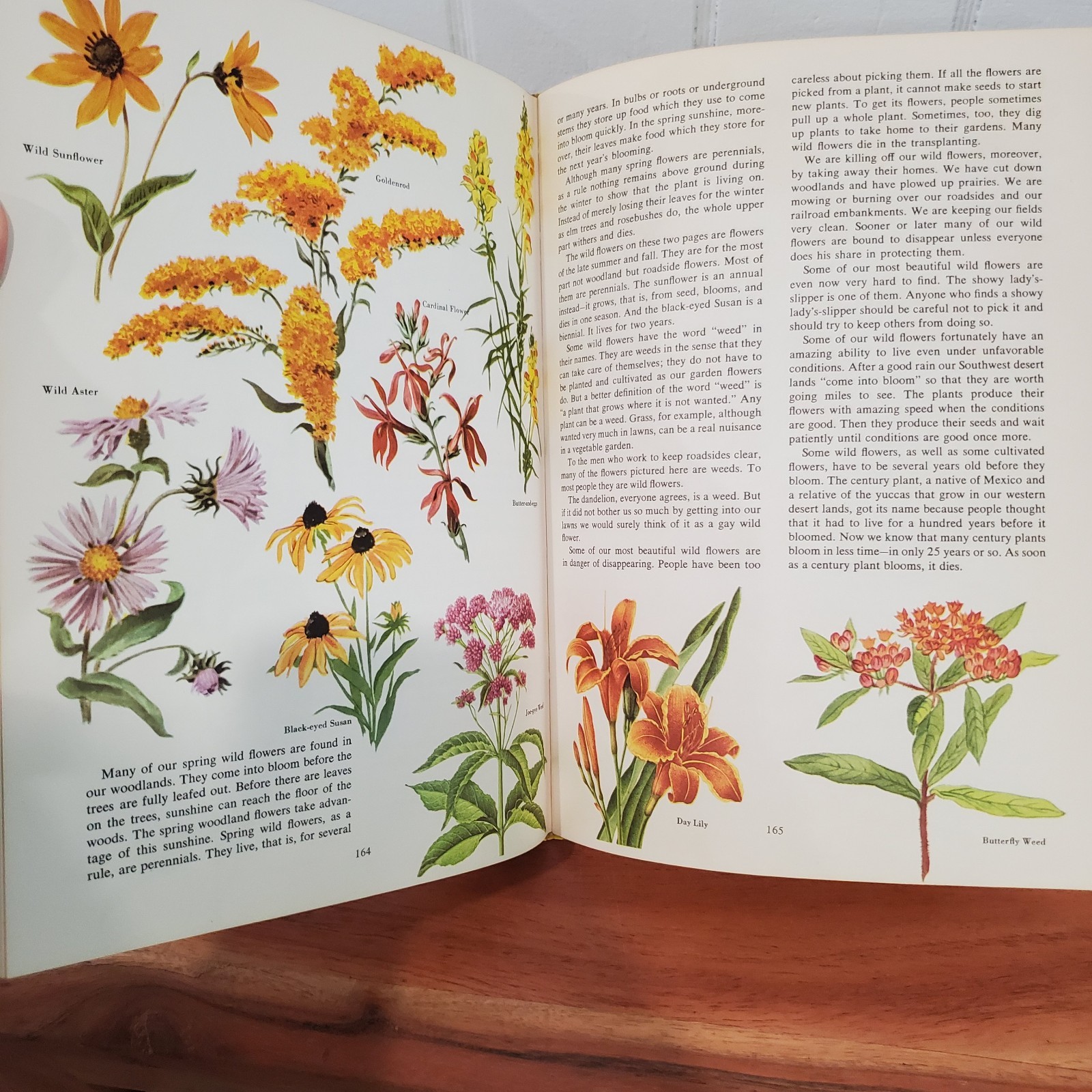 The Golden Treasury of Natural History by Bertha Morris Parker 1952 Vintage HC