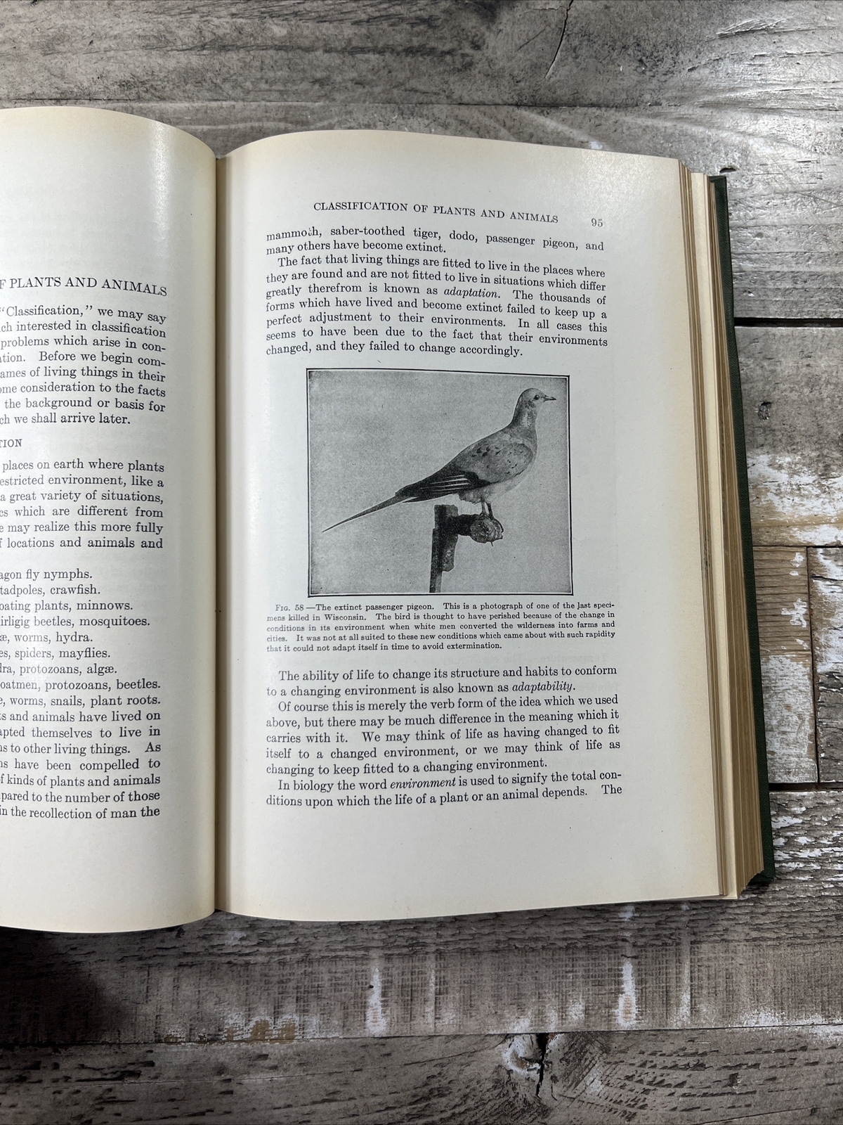 1928 Antique Science Textbook „Educational Biology“ Illustrated