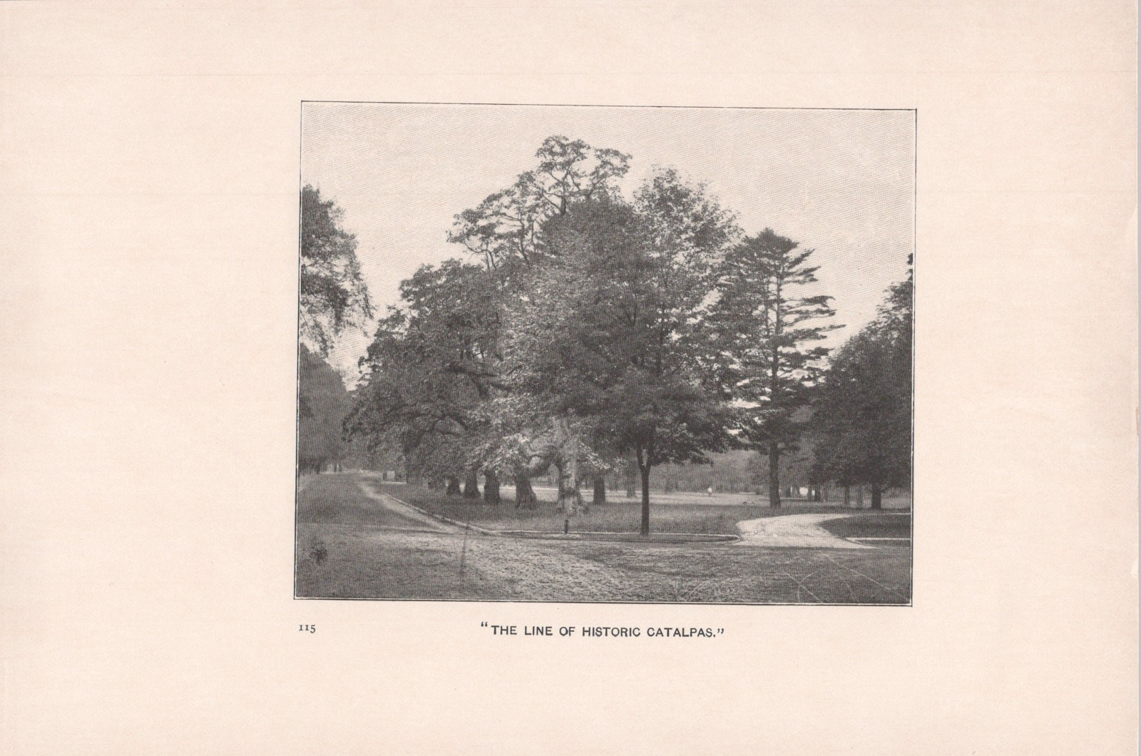 1899 * Morven Museum & Garden Line of Catalpas * 55 Stockton St Princeton NJ