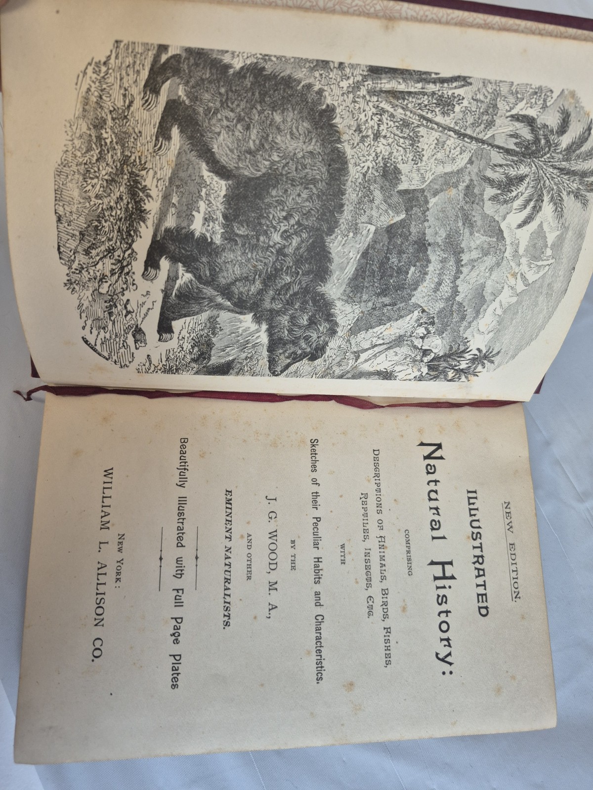 Wood’s Natural History, New Edition, Illustrated J.G. Wood, M.A. and others
