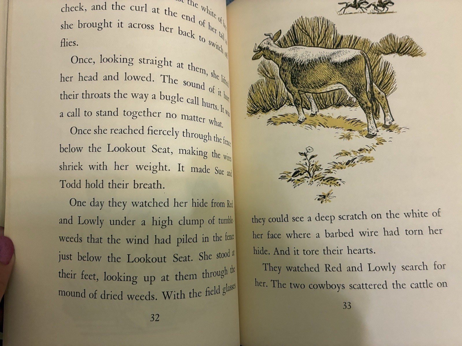 Little Maverick Cow by Belle Coates 1957