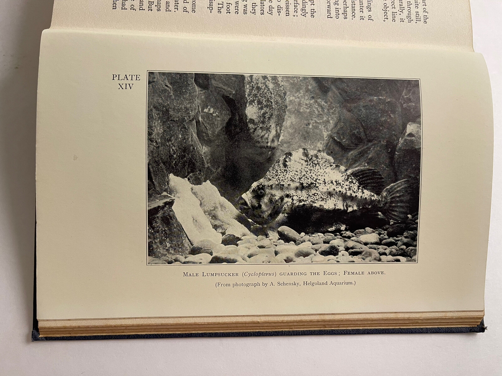 The Biology Of Fishes H.M. Kyle 1928 Fishing Anatomy Behavior Illustrated Photos