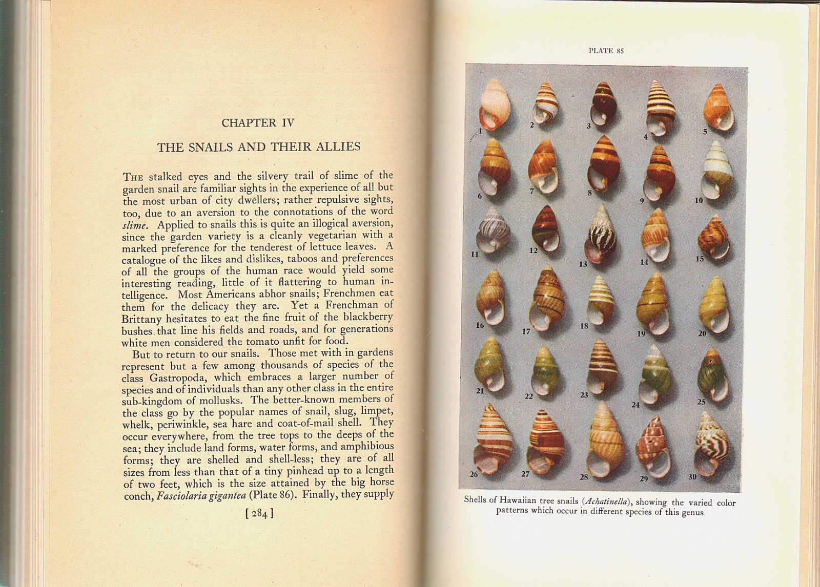 SHELLS & GEOLOGY-Evolution/Paleontology/Mollusks/Crustaceans/HB/184 Illustr./VG+