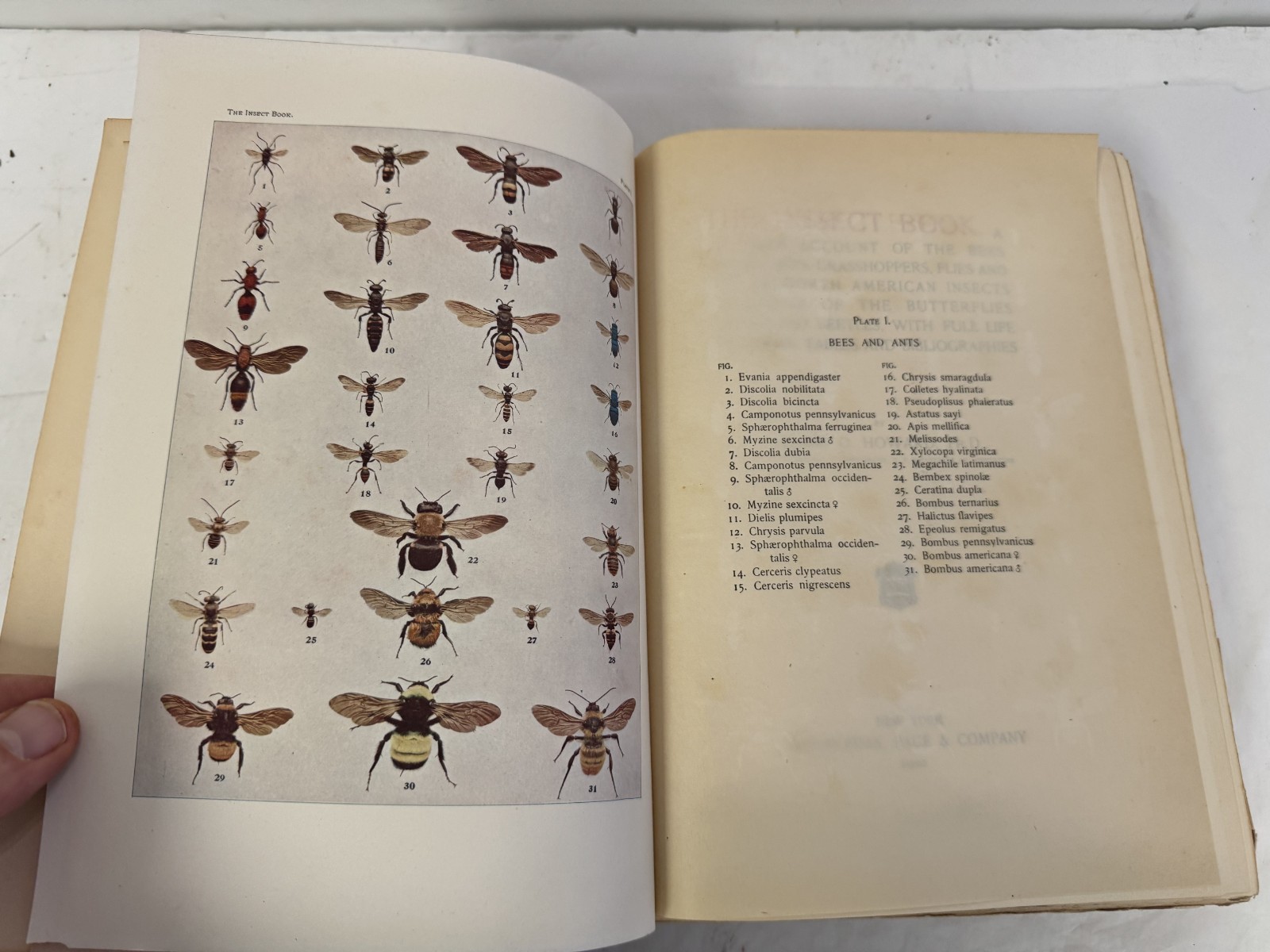 The Insect Book Leland O Howard 1902 Plates Doubleday Rare Tan Fabric Cover VG+