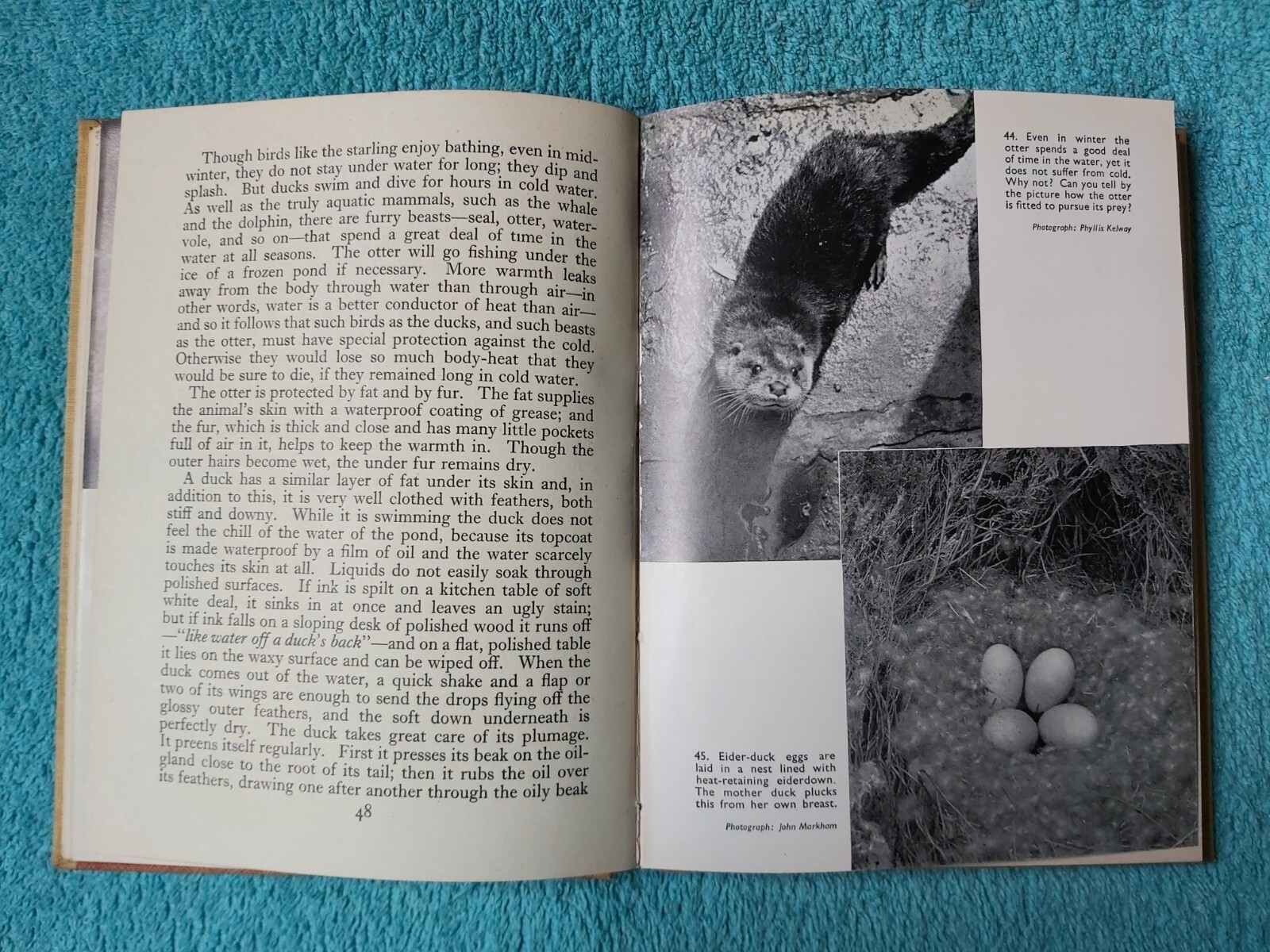 Nature’s Year by Maribel Edwin, 1st Edition 1947, Longmans Green & Co. hardback