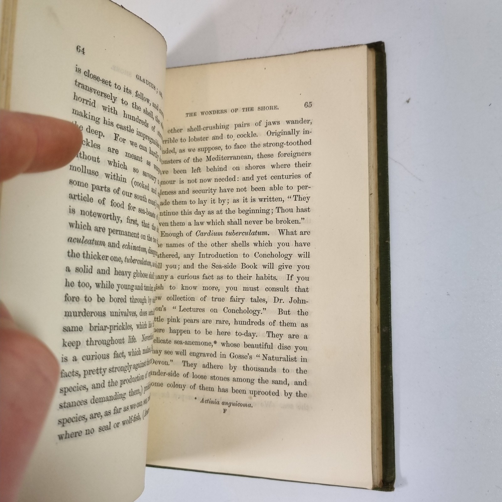 Glaucus: Or The Wonders Of The Shore By Charles Kingsley 1855 Macmillan & Co.