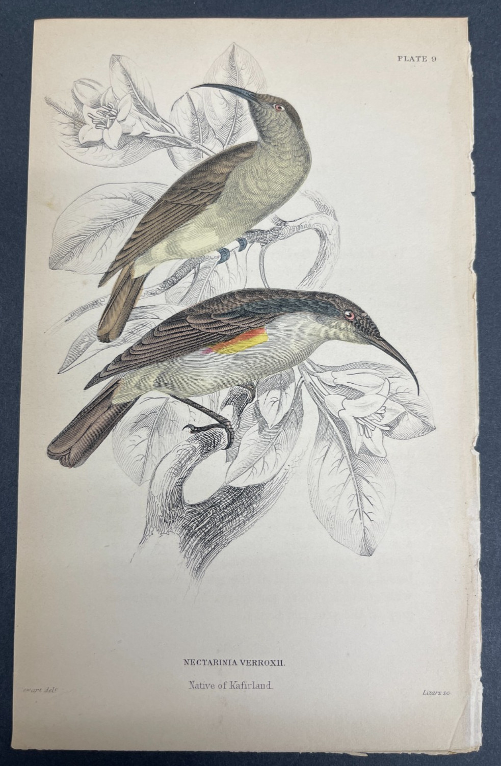 FREE SHIPPING! Birds, Jardine, Naturalist’s Ornithology Library, 1840, Humming