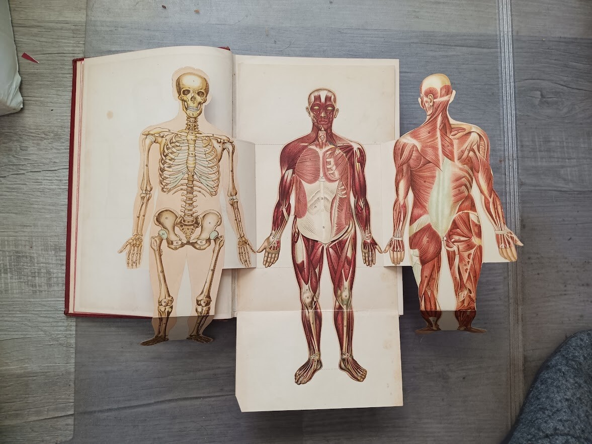 1924 Bernarr Macfadden’s Encyclopedia of Physical Culture, illustrated