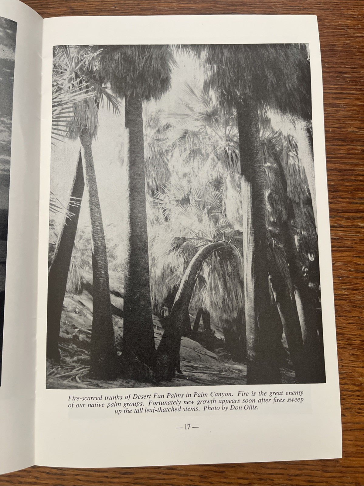 The Desert In Pictures by PALM SPRINGS DESERT MUSEUM Vintage Book