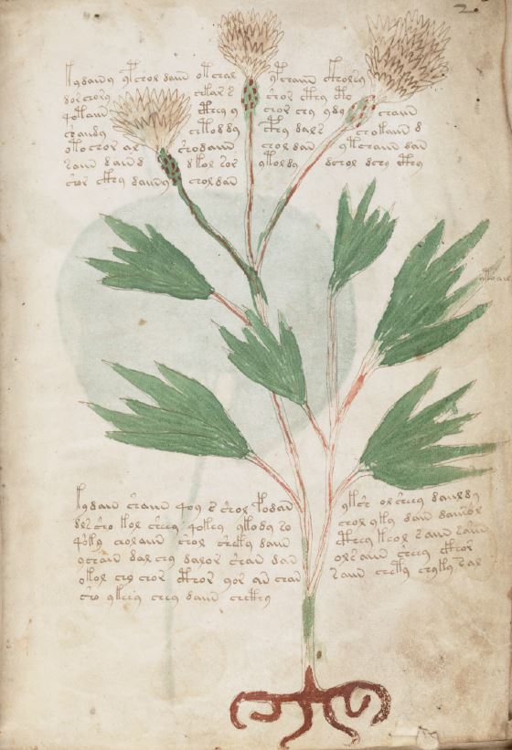 The Voynich Manuscript, Mysterious Unsolved Code Cryptography Book PDF CD F12