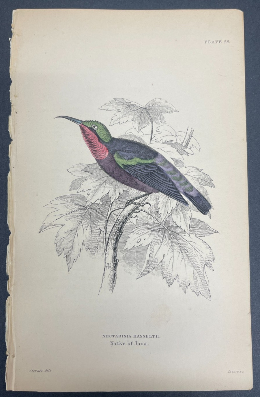 FREE SHIPPING! Birds, Jardine, Naturalist’s Ornithology Library, 1840, Humming