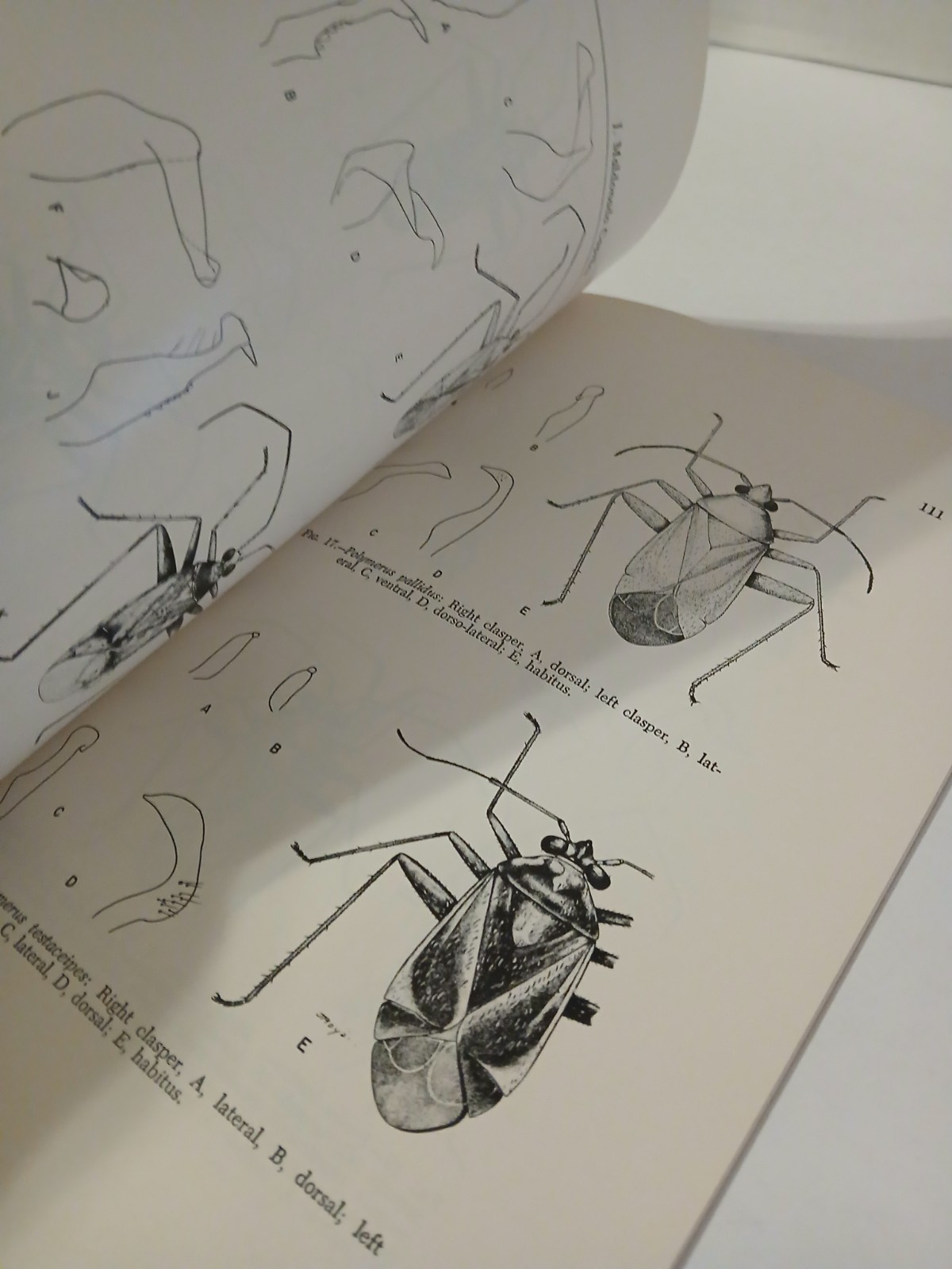 the miridae of puerto rico J. Maldonado Capriles 1969 Insects