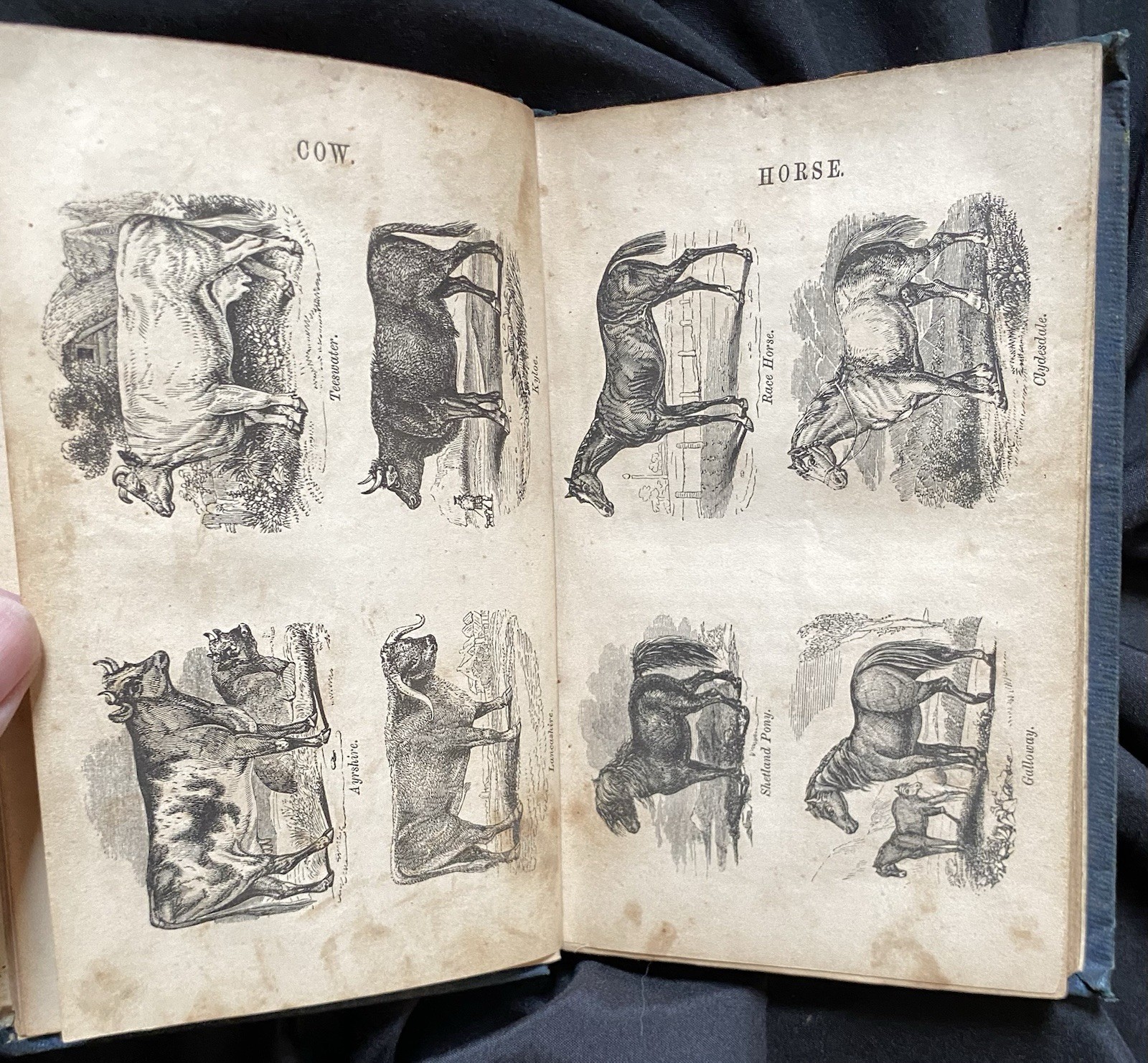 1855 First Ed. RARE! “The Farmer’s Guide…Diseases of Horses & Cattle” James Webb