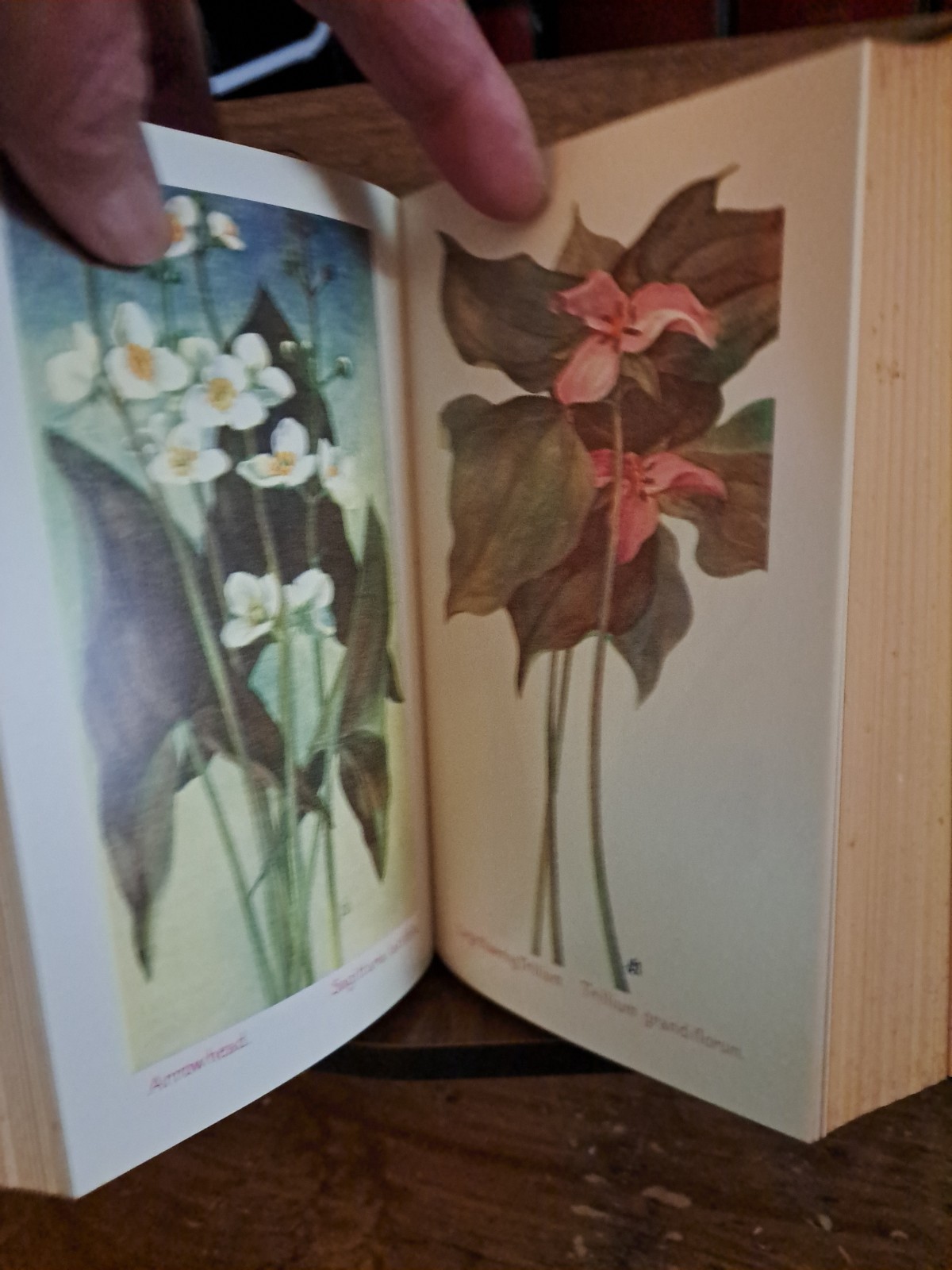 1902 Field Book Of American Flowers F Schuyler Mathews 2001 reprint freeship