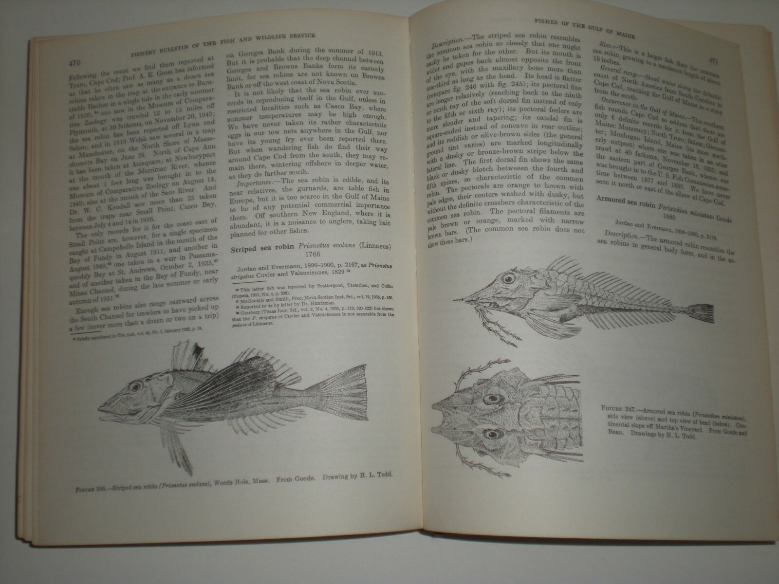 Fishes of the Gulf of Maine by Henry Bigelow Government Printing Office 1961 HB
