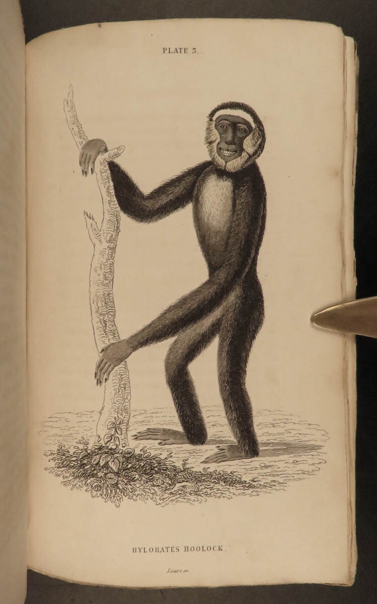 1833 1ed MONKEY Evolution Primate Chimpanzee Orangutan Color Illustrated Jardine