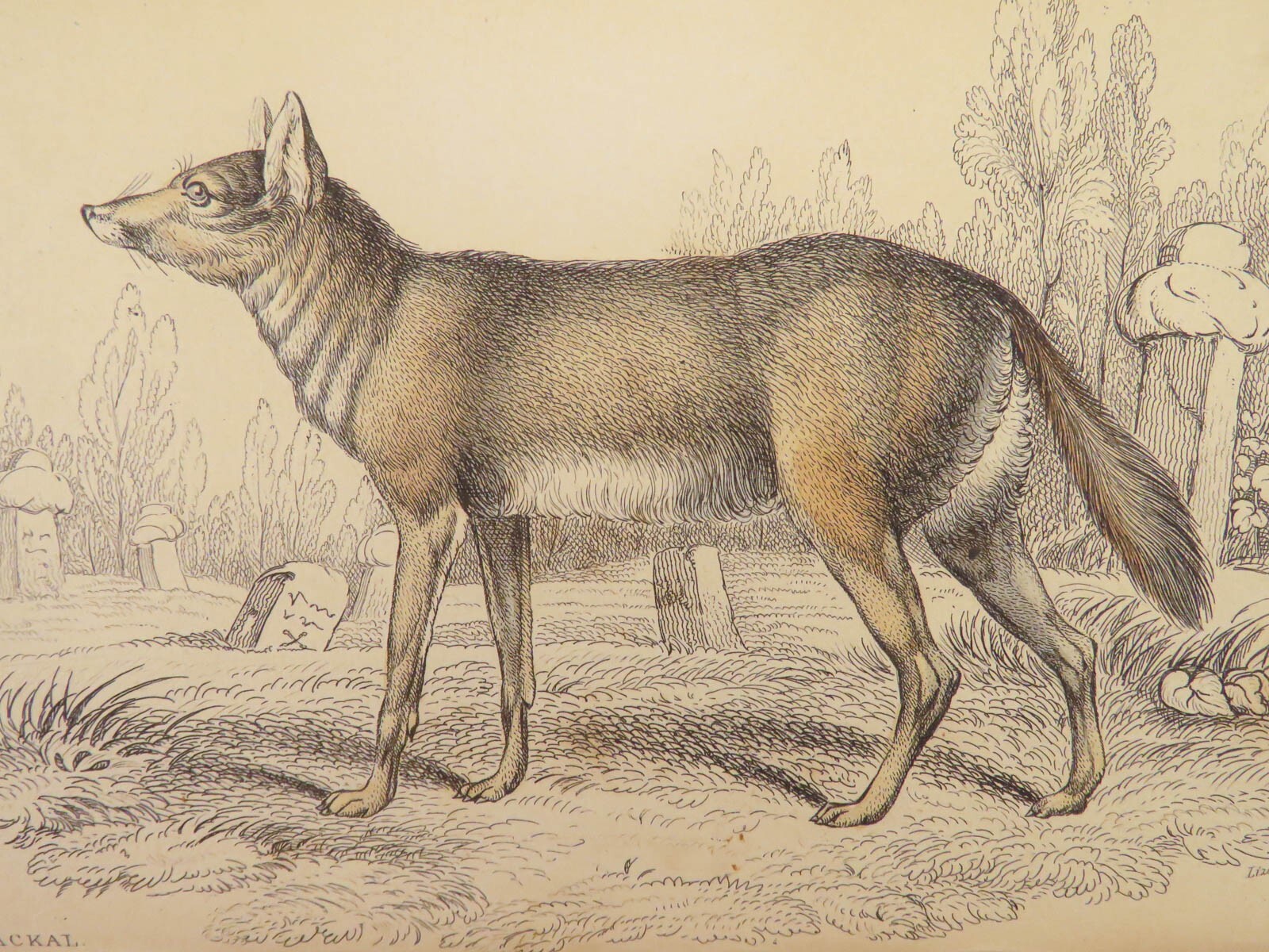 1839 DOGS & Wolves 1ed Huskies Hyenas FOX Jardine Naturalist Illustrated Canines