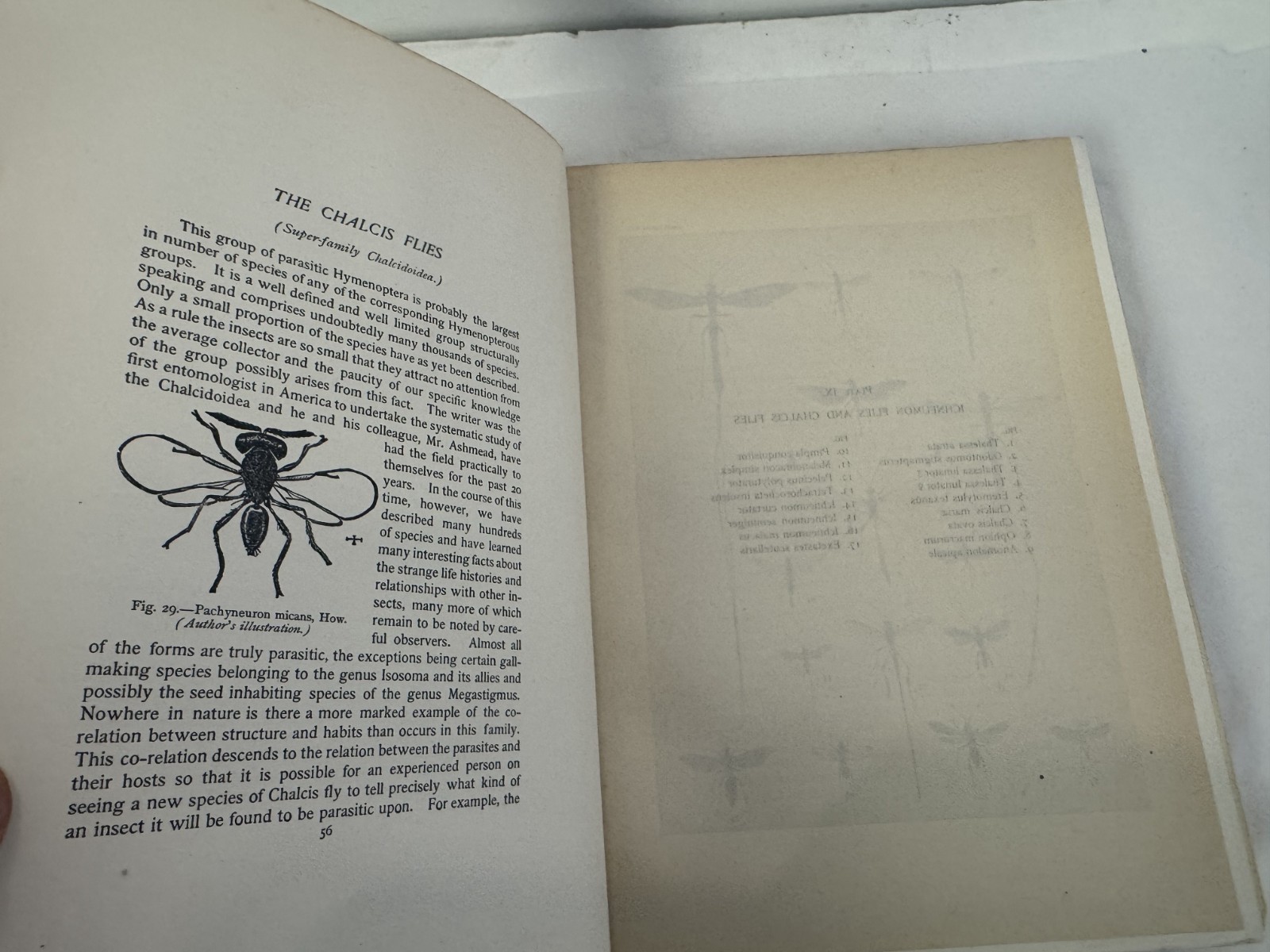 The Insect Book Leland O Howard 1902 Plates Doubleday Rare Tan Fabric Cover VG+
