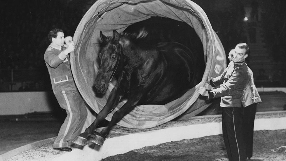 American Circus History, Ringling Brothers, Books, Photos, Brochures PDF DVD E65