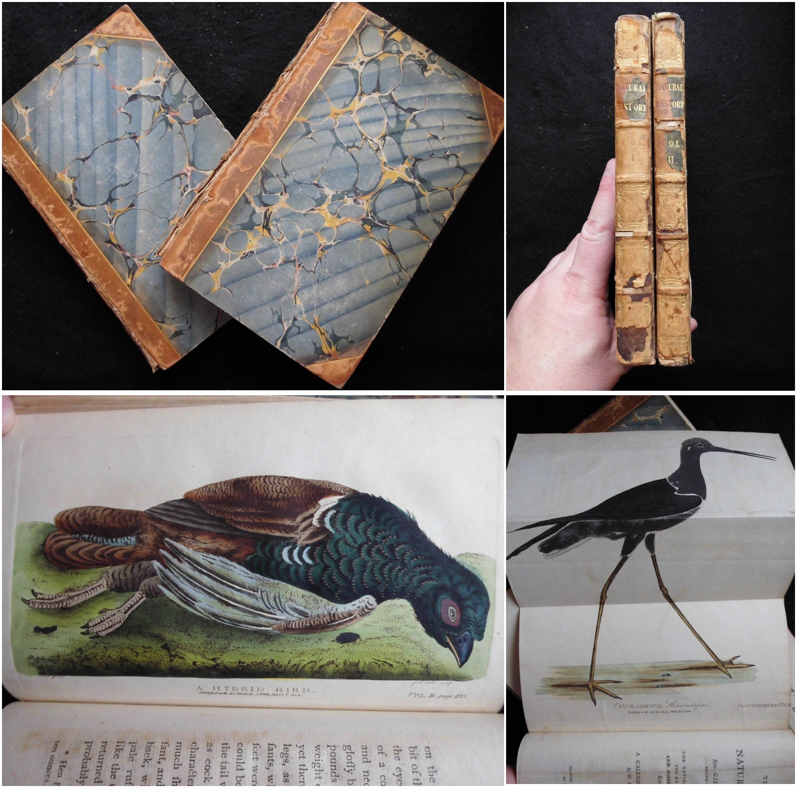 The Works in Natural History by the Late Gilbert White (1802) 2v Set – Nature