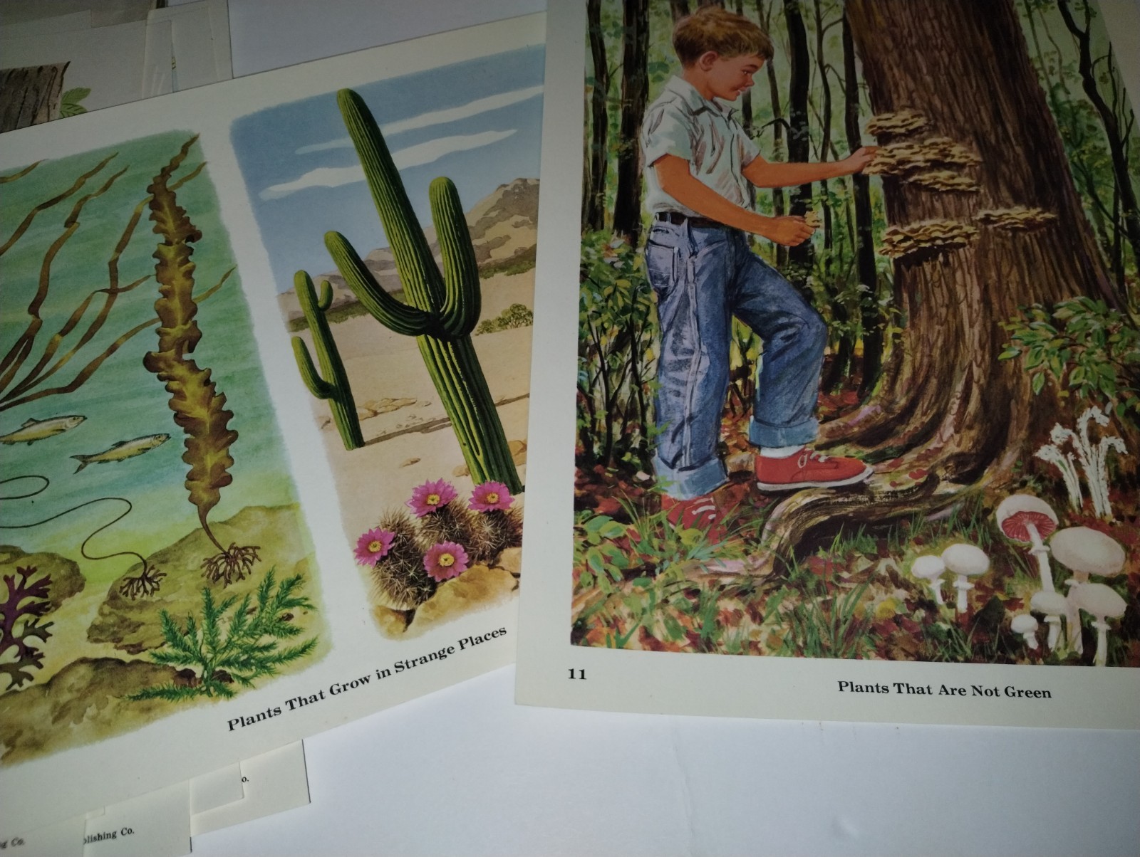 Vtg Preschool Elementary Education Teaching Pictures Plants & Seeds ’67 COMPLETE