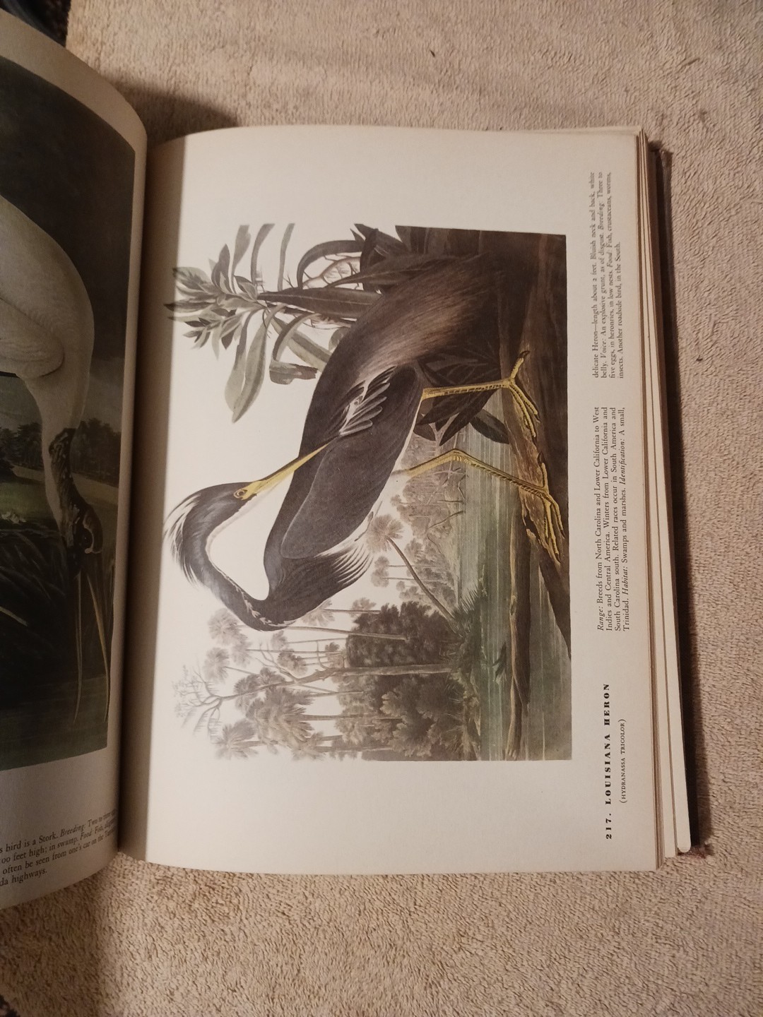 The Birds of America by John James Audubon, 1942 Color Illustrations Hardcover