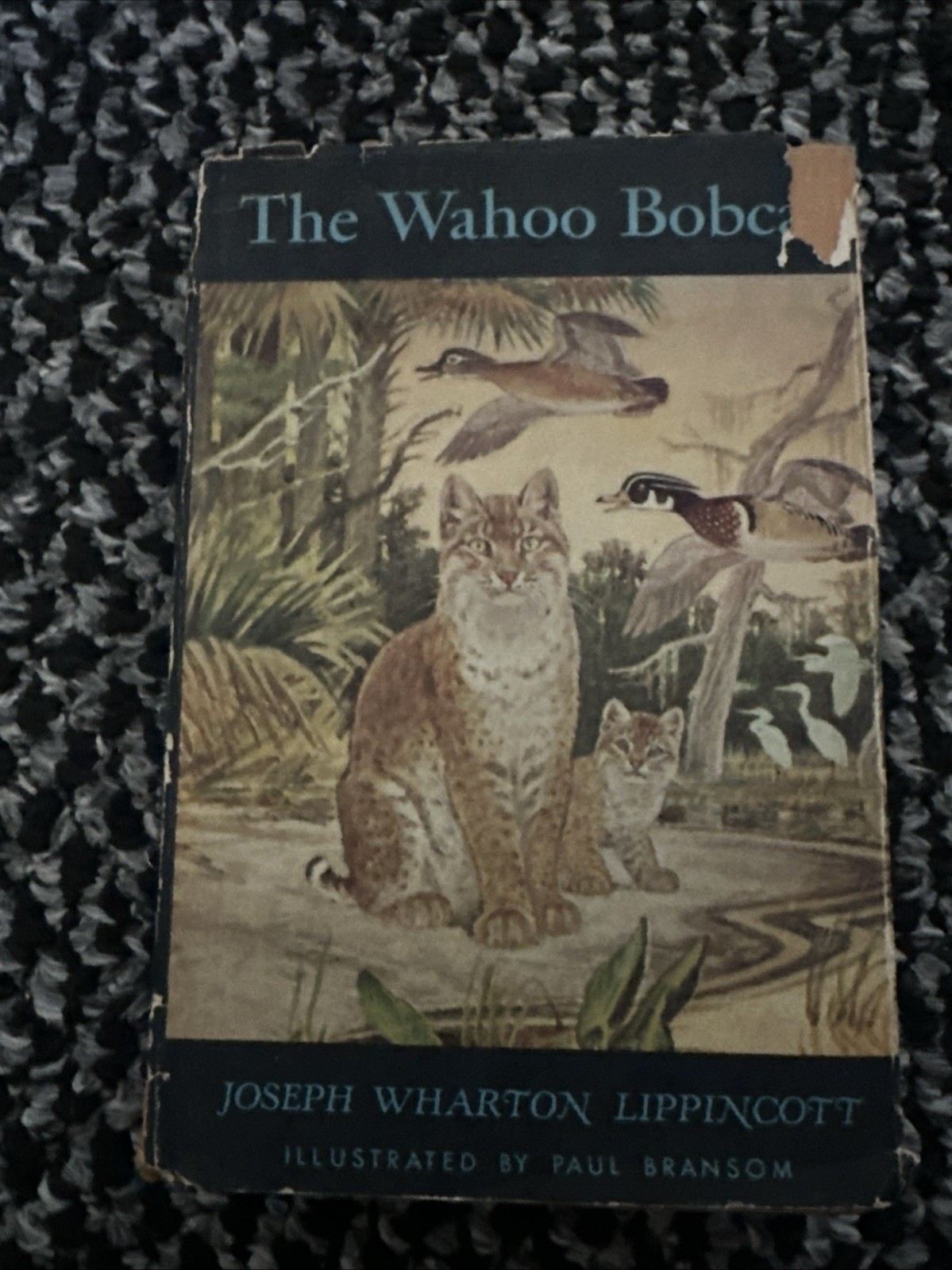 1950 The Wahoo Bobcat Book by Joseph Wharton Lippincott – Literary Guild, HC DJ