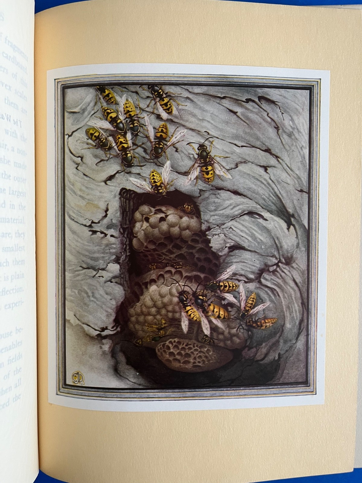 Fabre’s Book of Insects – EJ Detmold Illustrator – Tudor HC Color Plates (1939)