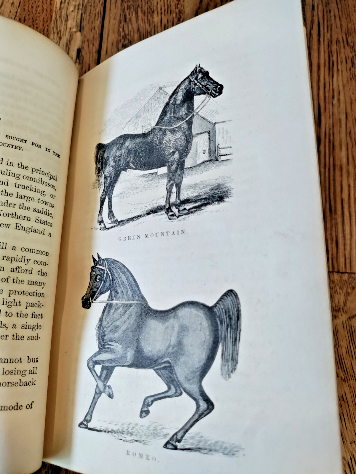 1857 Morgan Horses D.C.Linsley 1st Ed ‚Justin Morgan‘ Vermont Horse History VG