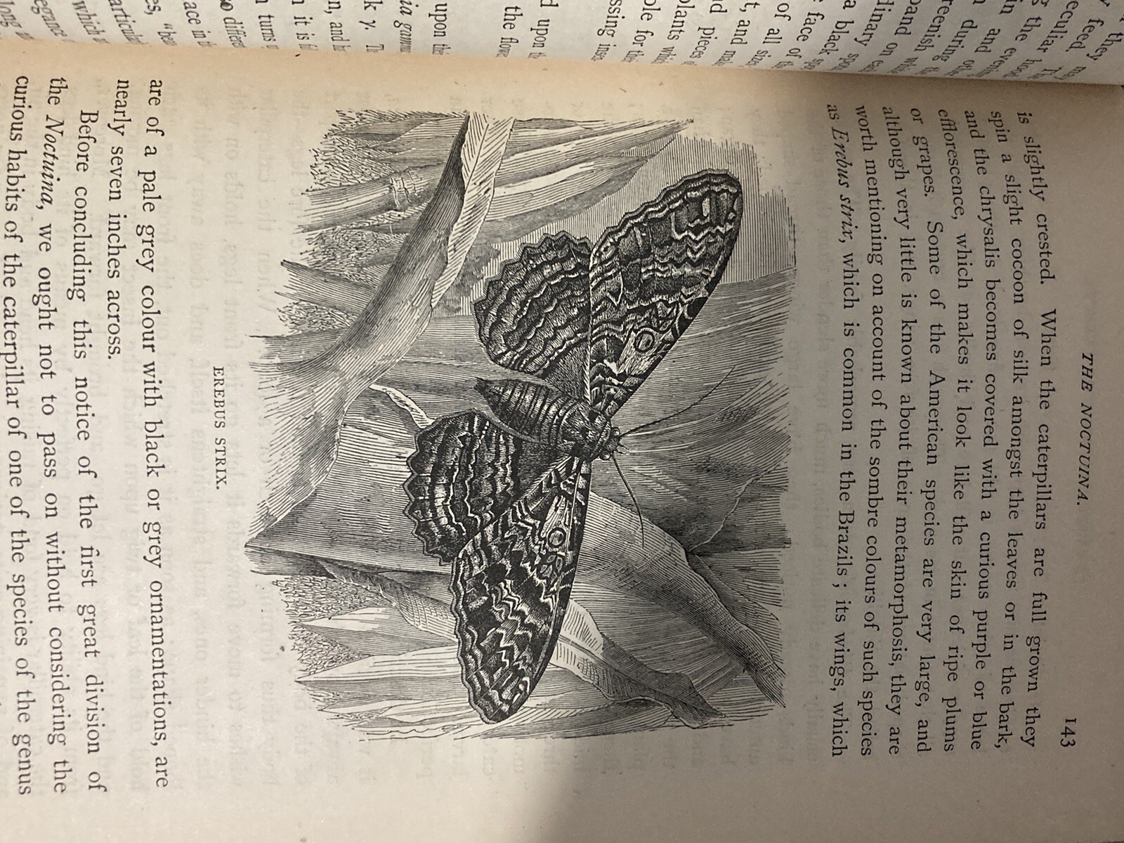 Transformations Of Insects By Duncan 1882 HC Book Numerous B/W Plates Bug 531pg