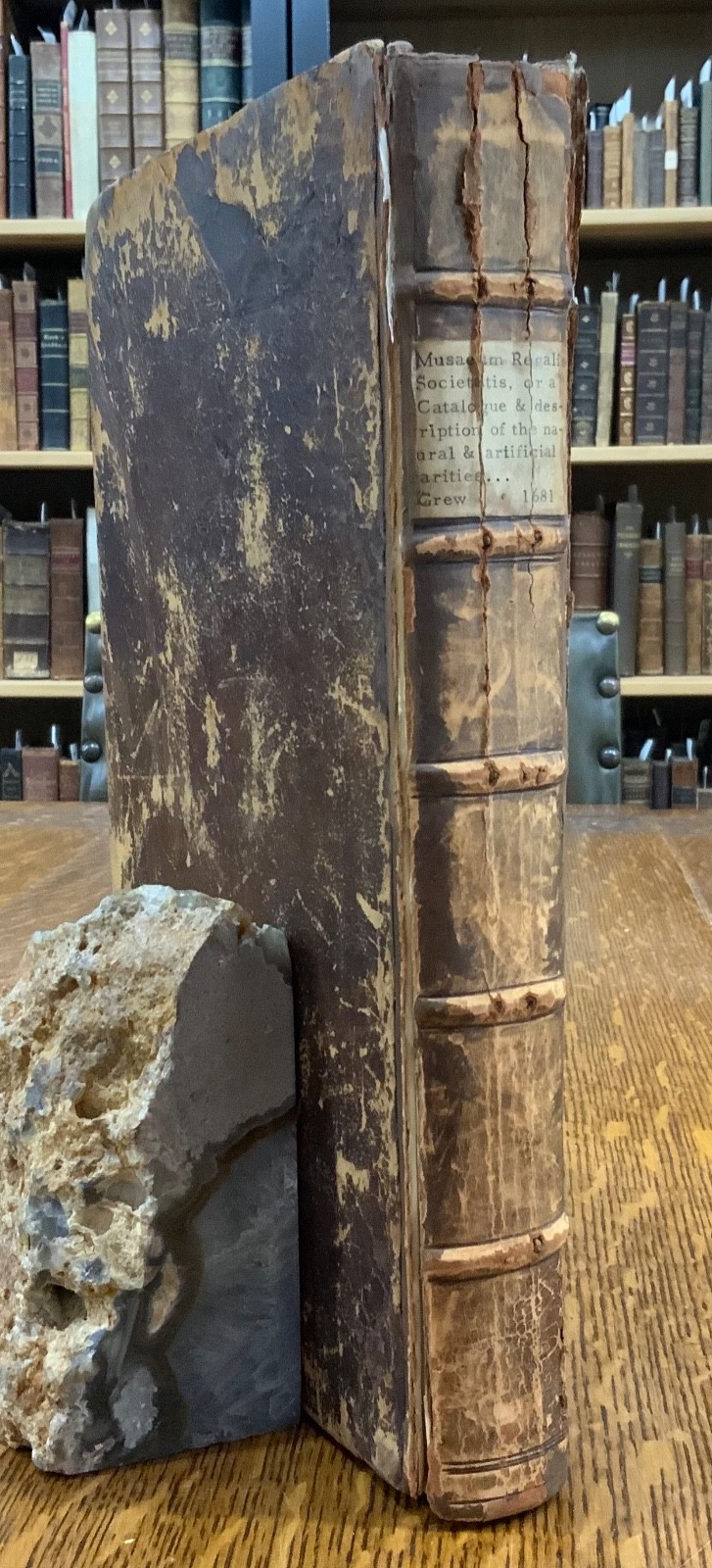 1681 Musaeum Regalis Societatis Gresham Comparative Anatomy Nehemiah Grew 1st Ed