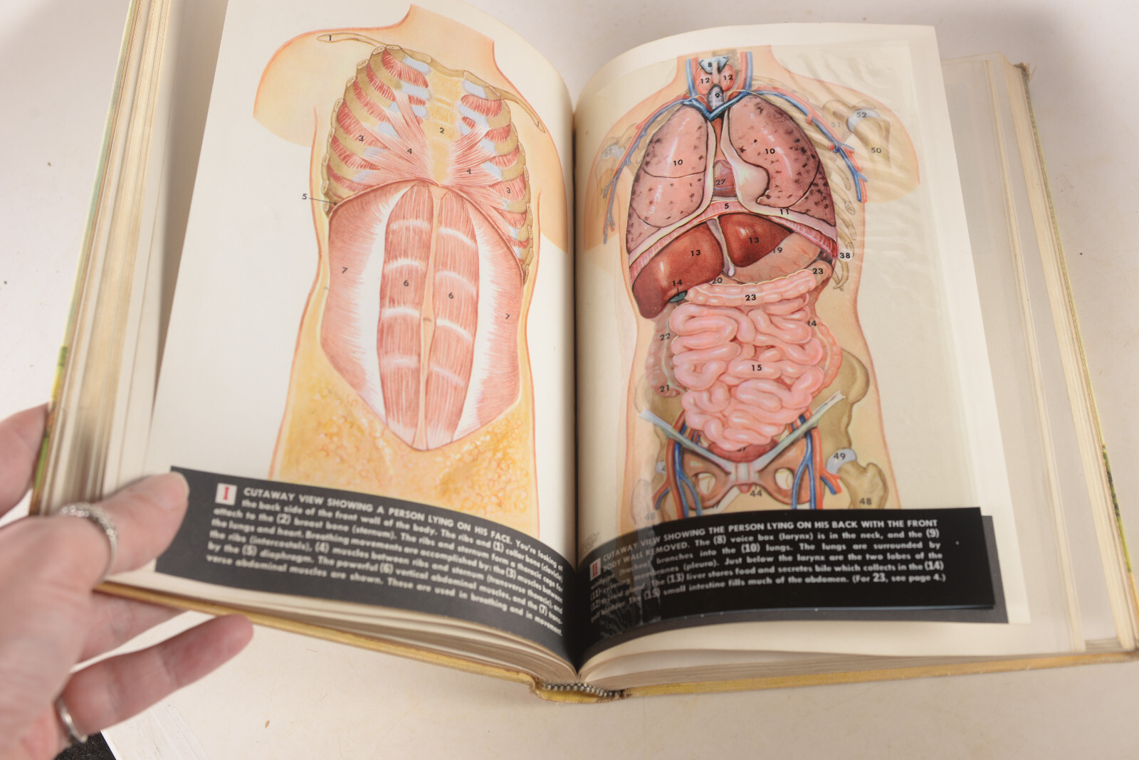 1955 Modern Health Henry Holt and Company Former Textbook