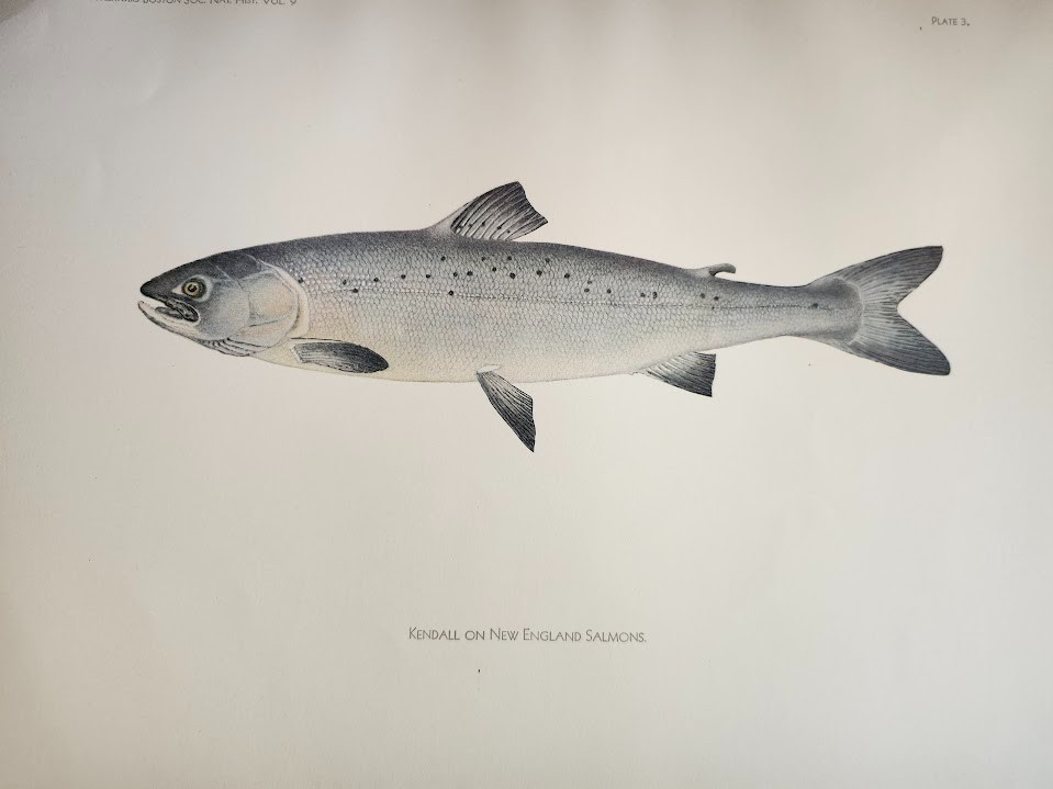 Salmon Family Fishes of New England Boston Society Natural History Kendall 1935!