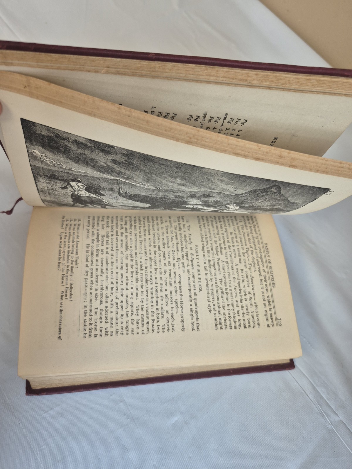 Wood’s Natural History, New Edition, Illustrated J.G. Wood, M.A. and others