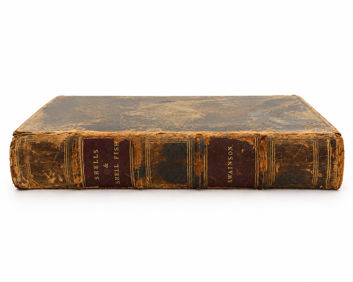 1840 A Treatise on Malacology William Swainson Shells Shell-Fish First Edition