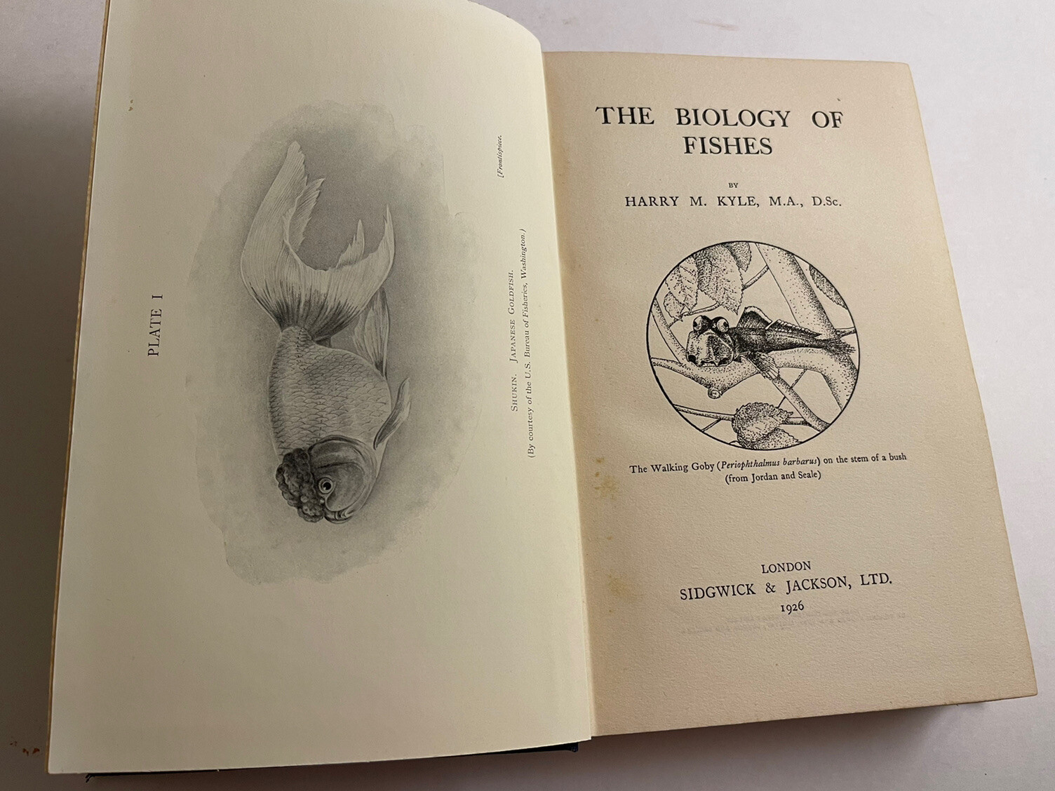 The Biology Of Fishes H.M. Kyle 1928 Fishing Anatomy Behavior Illustrated Photos