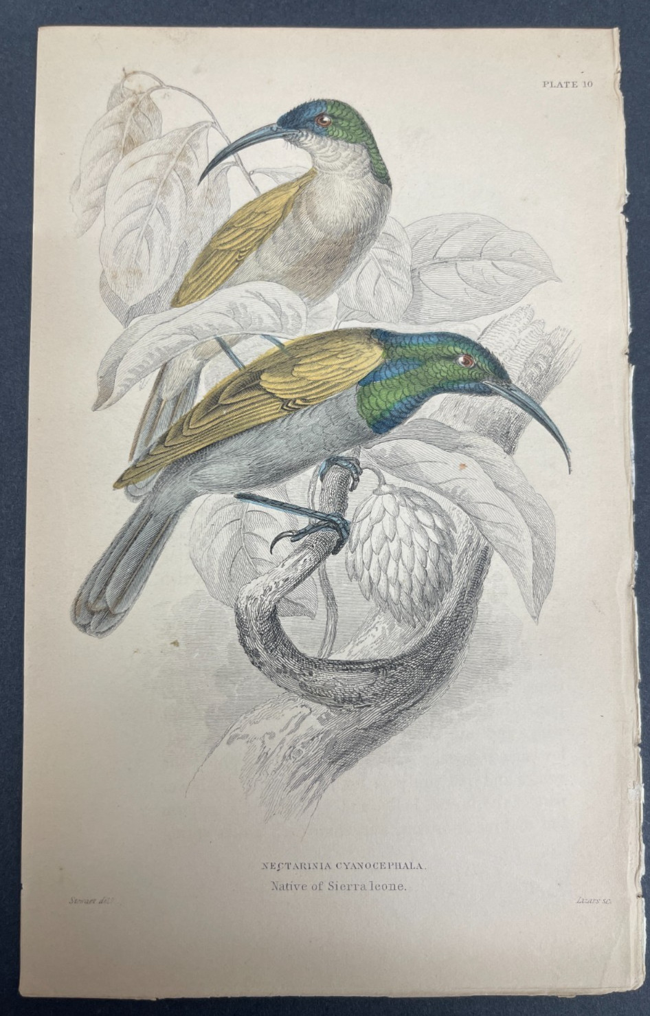 FREE SHIPPING! Birds, Jardine, Naturalist’s Ornithology Library, 1840, Humming