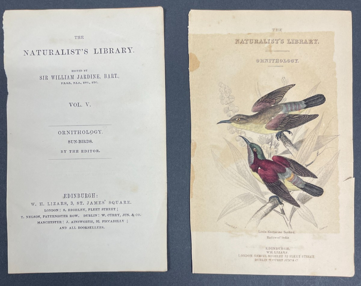 FREE SHIPPING! Birds, Jardine, Naturalist’s Ornithology Library, 1840, Humming