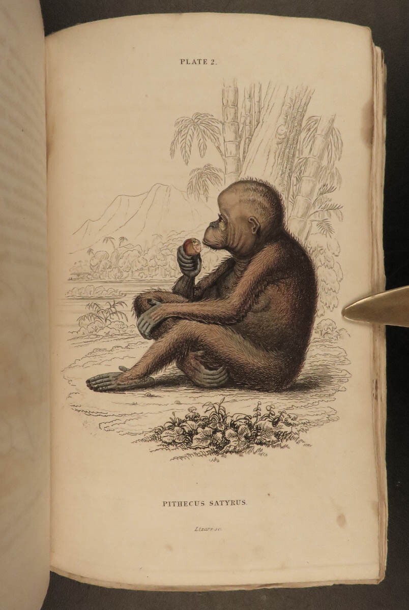 1833 1ed MONKEY Evolution Primate Chimpanzee Orangutan Color Illustrated Jardine