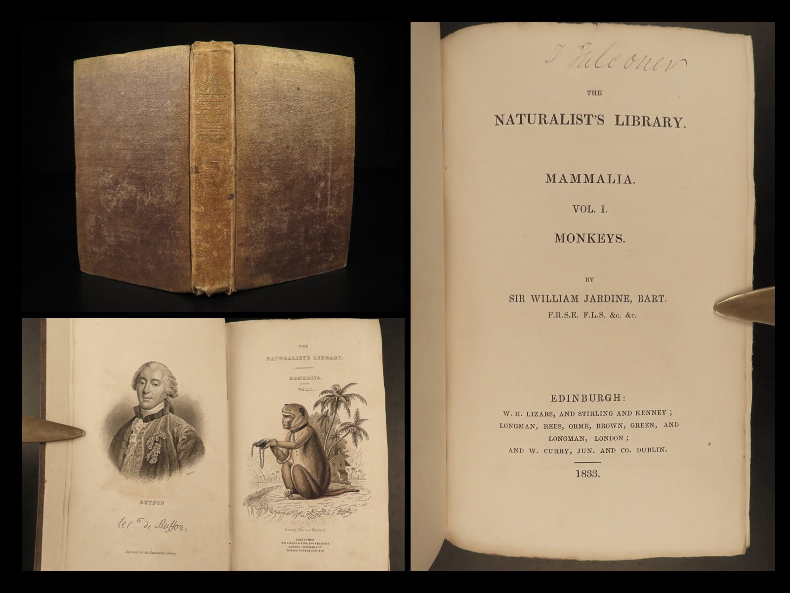 1833 1ed MONKEY Evolution Primate Chimpanzee Orangutan Color Illustrated Jardine