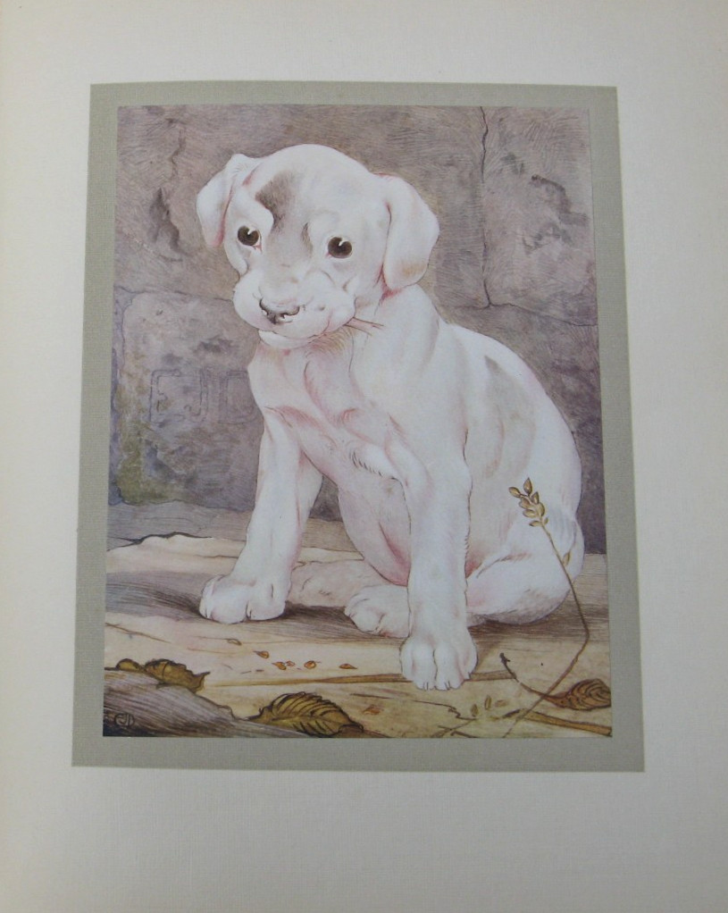 1911 The Book of Baby Beasts- Detmold SIGNED 1st Edition