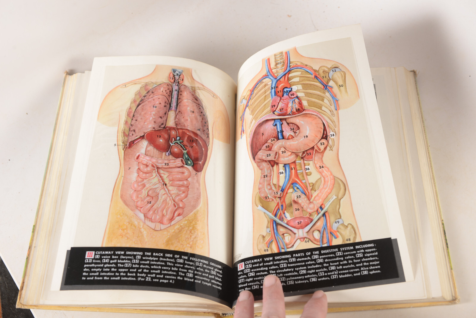 1955 Modern Health Henry Holt and Company Former Textbook