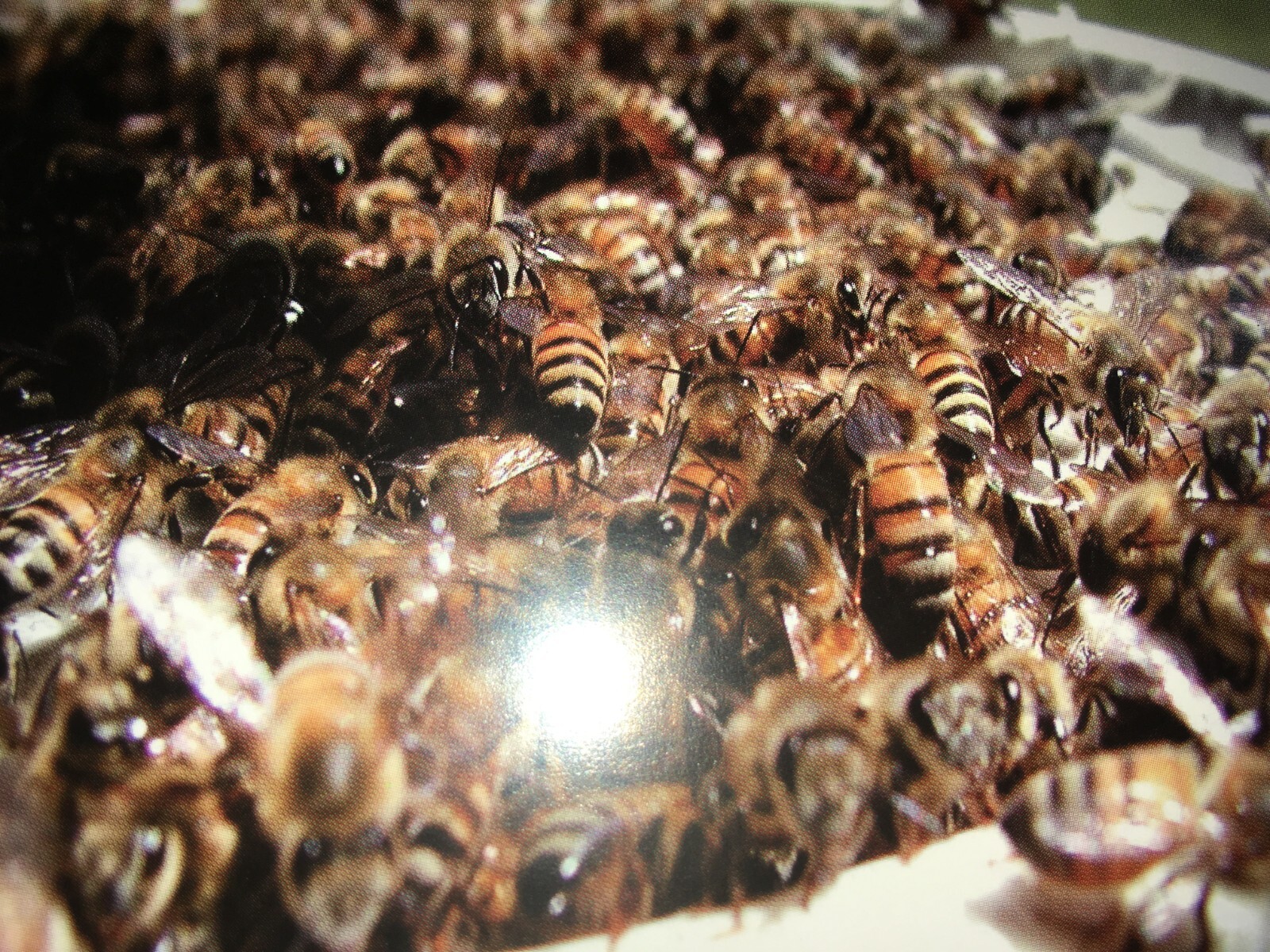 CONFESSIONS OF THE KILLER BEE GUY REED BOOTH 1ST ED REED’S APIARY SPIRAL BINDING