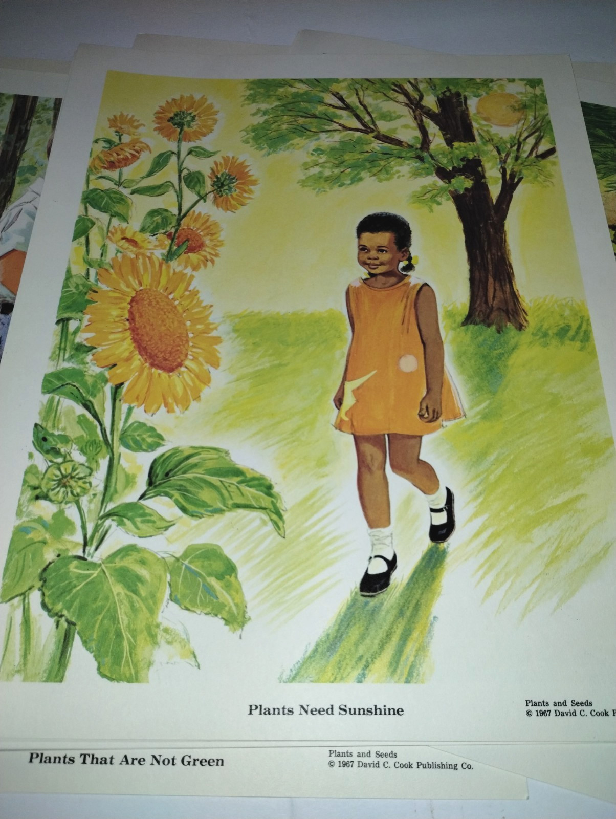 Vtg Preschool Elementary Education Teaching Pictures Plants & Seeds ’67 COMPLETE