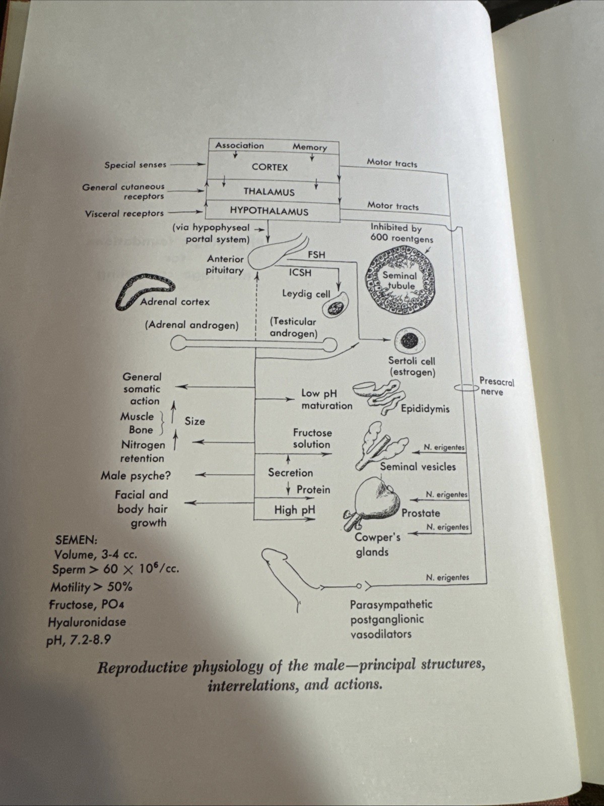 Joseph B Trainer, M D. / PHYSIOLOGIC FOUNDATIONS FOR MARRIAGE COUNSELING Signed